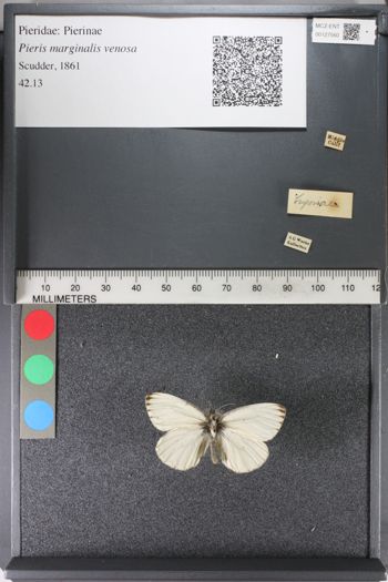 Media type: image;   Entomology 127560